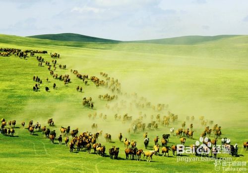 探寻呼伦贝尔的自然画卷——赋韵风情